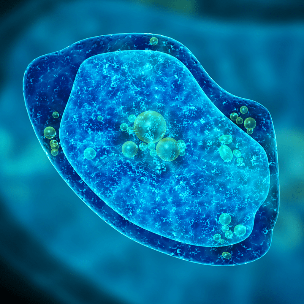 amoeba