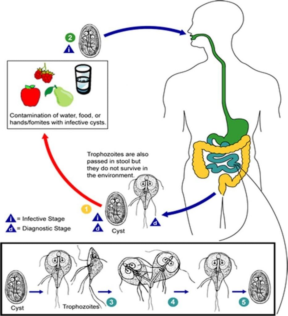 Giardia Antigen آزمایشگاه وحید