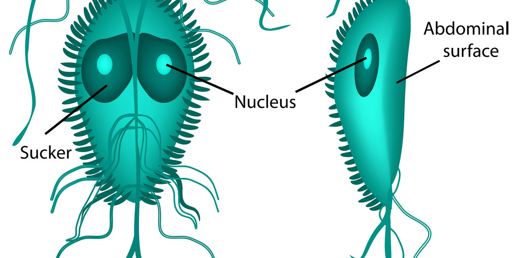 Giardia Antigen آزمایشگاه وحید