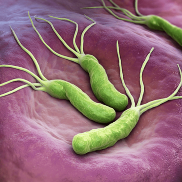 Helicobacter pylori ассоциированное заболевание показания и схемы антихеликобактерной терапии