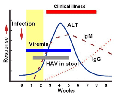 HepatitisA-Chart