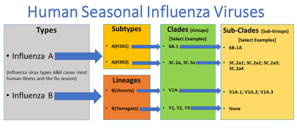 Human Seasonal Influenza Viruses