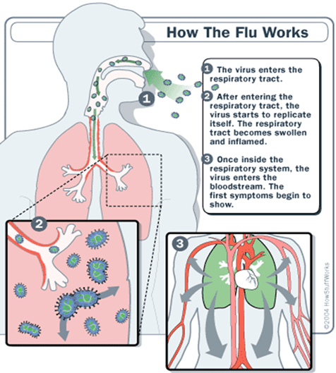 Influenza Flu Works
