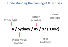 Influenza Strain