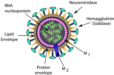 Influenza Structure