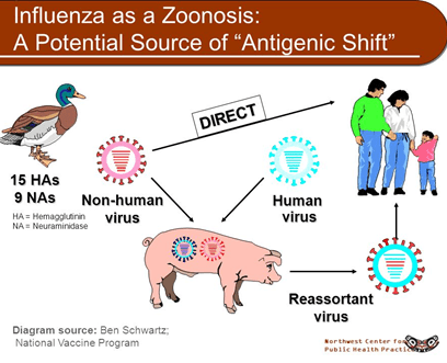 Influenza as a Zoonosis