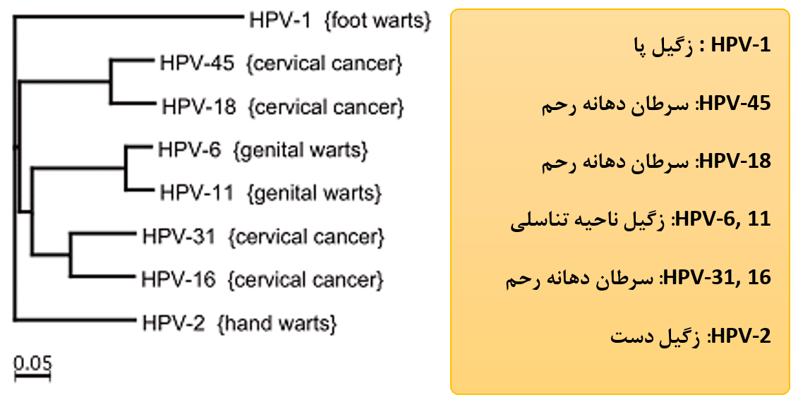 HPV-02-min
