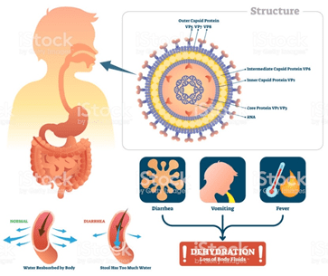 Rotavirus-Struct