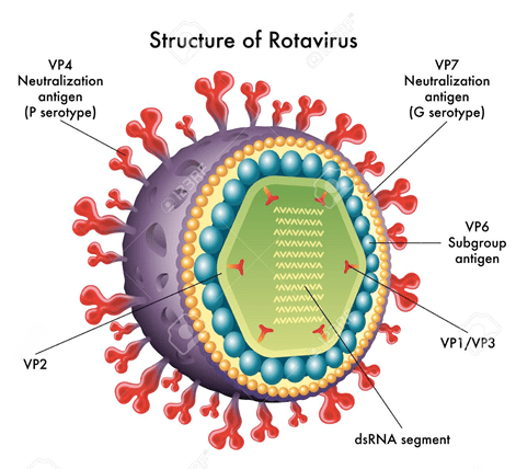 Rotavirus-Structure