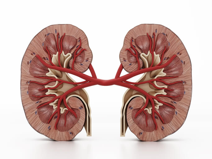 kidney structure