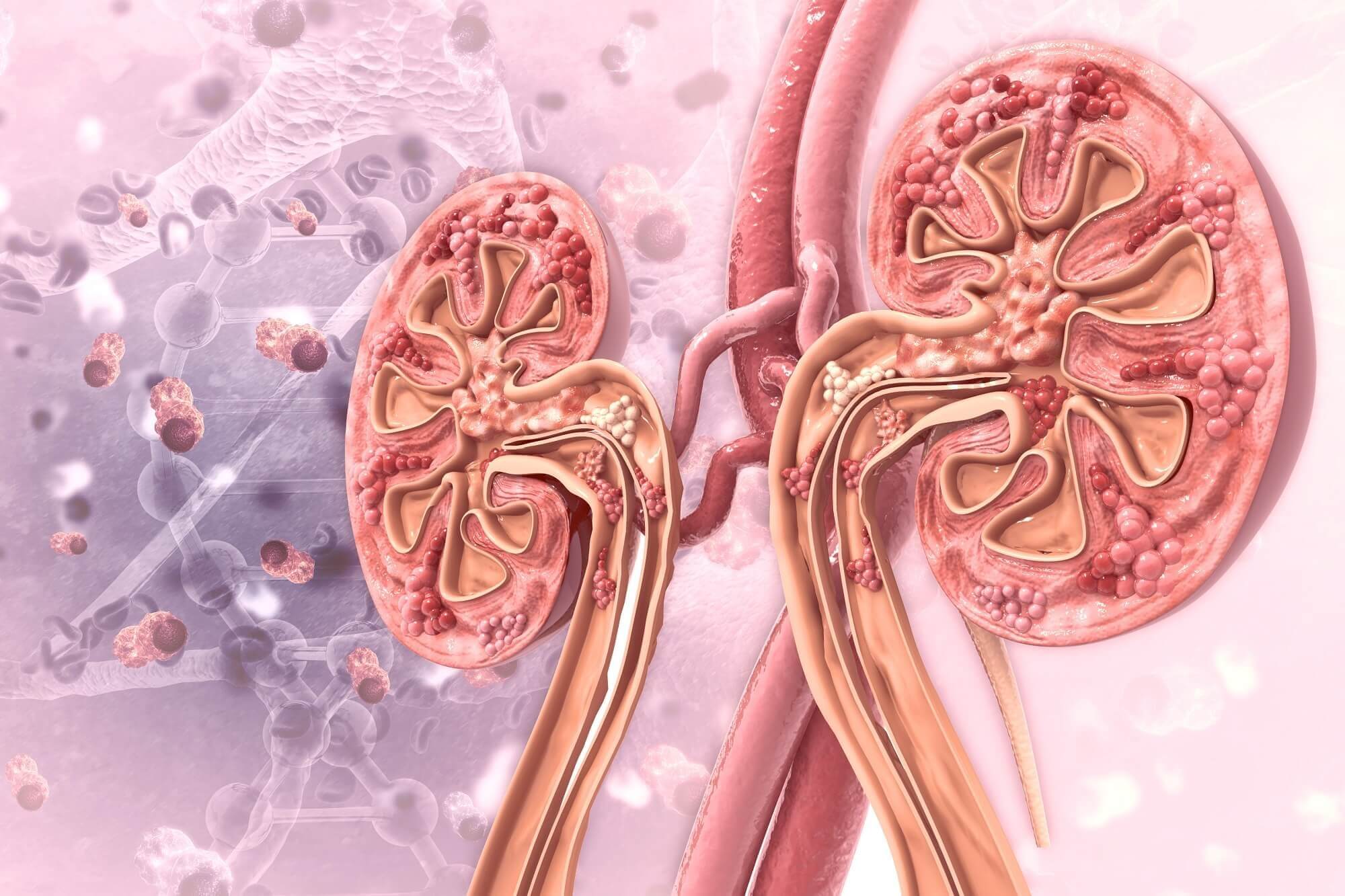 kidney glomerulus