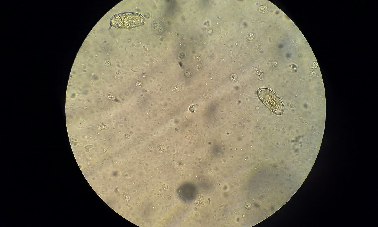16-Microscopic
