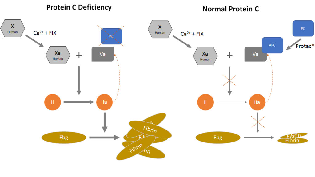 Normal & Deficiency Protein C
