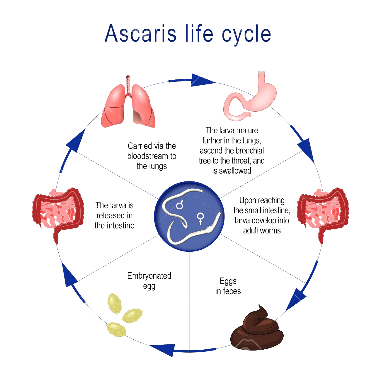 life cycle of Ascaris