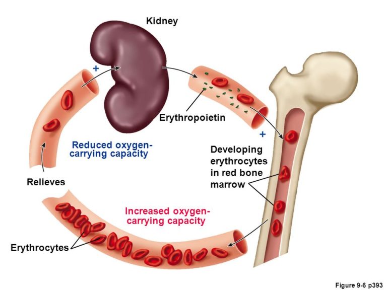 Kidney-Erythropoietin